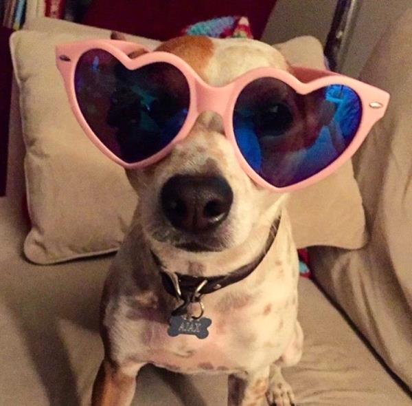 /Images/uploads/Friends of the Alameda Animal Shelter/FAASCutestPetPhotoContest2016/entries/2029thumb.jpg